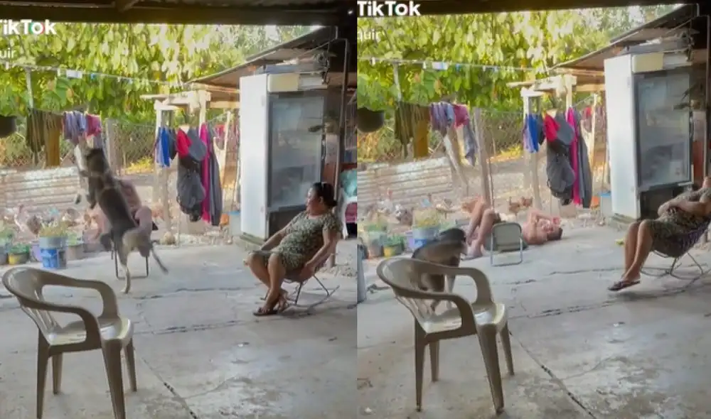 La travesura que realizó el can cuenta con más de un millón de visualizaciones. Foto: captura de TikTok