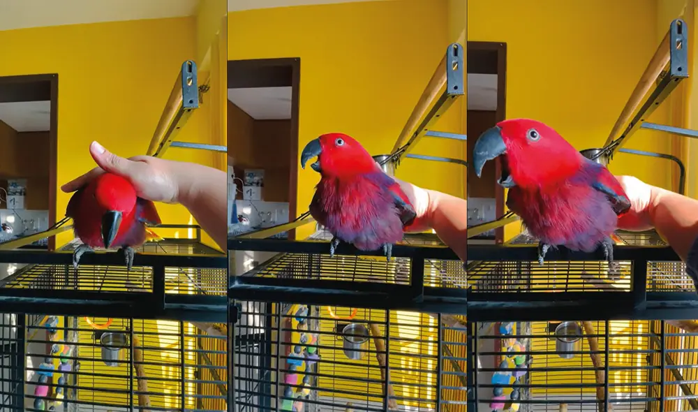 El animal cantó mientras su dueña lo acariciaba. Foto: captura de YouTube El animal cantó mientras su dueña lo acariciaba. Foto: captura de YouTube