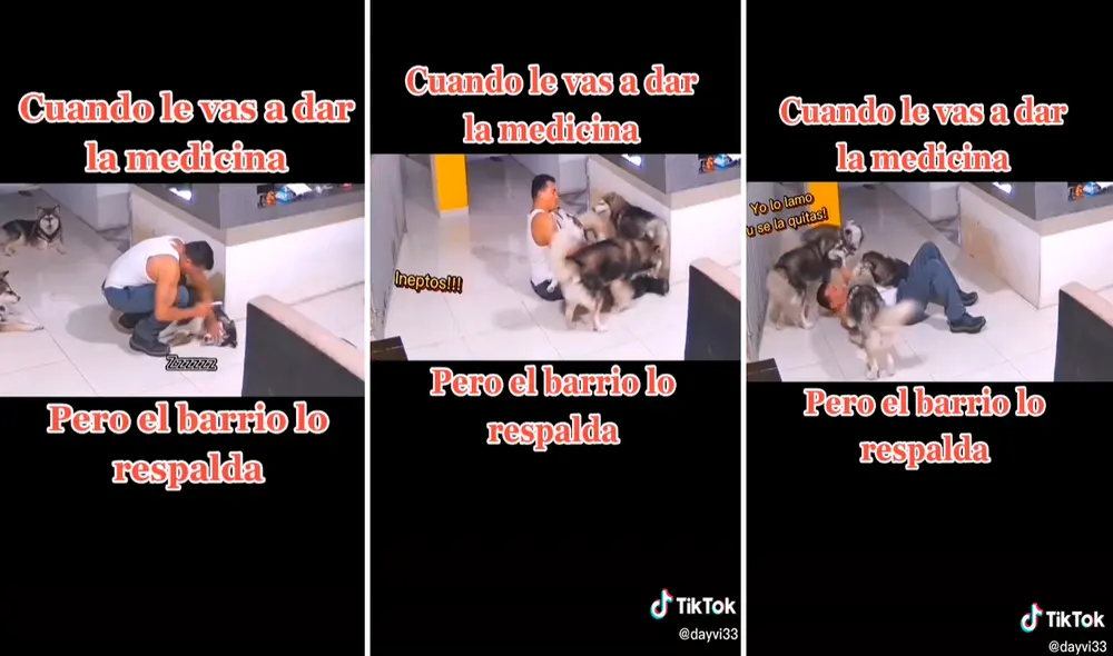 Los 3 canes de raza siberiano se lanzaron sobre dueño ocasionando que se caiga de espaldas y comenzaron a lamerlo. Foto: captura de TikTok