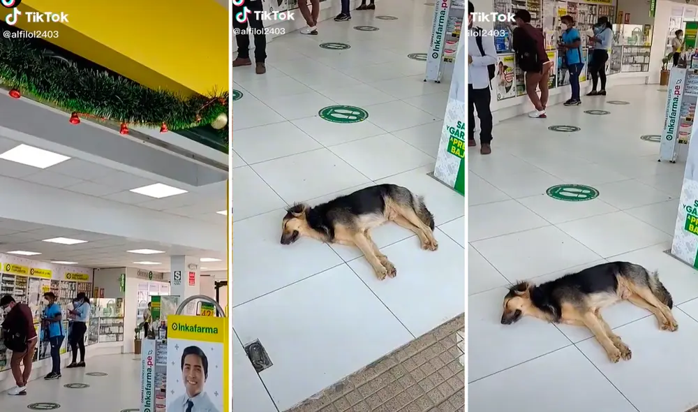 El perrito supo muy bien cómo aprovechar los lugares frescos, como el protagonista de este nuevo viral que sacó miles de carcajadas. Foto: captura de TikTok