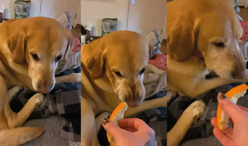 El perrito intentó alejar su hocico en reiteradas ocasiones. Foto: captura de YouTube El perrito intentó alejar su hocico en reiteradas ocasiones. Foto: captura de YouTube