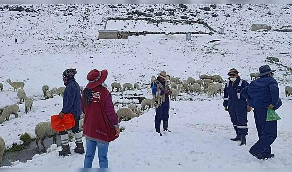 El ganado vacuno y ovino también fue afectado por el fenómeno meteorológico. Foto: Gore Puno El ganado vacuno y ovino también fue afectado por el fenómeno meteorológico. Foto: Gore Puno