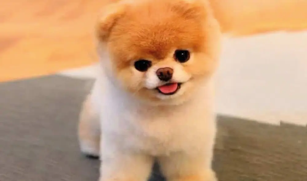 El nombre 'Firulais' suele estar asociado a perritos callejeros. Foto: Sumédico