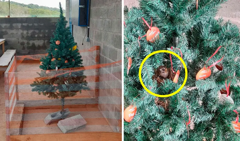 Los trabajadores estaban listos para desarmar el adorno navideño, pero se detuvieron al notar la presencia de un pequeño animal junto a sus crías. Foto: Santa Ángela Constructora/ Facebook