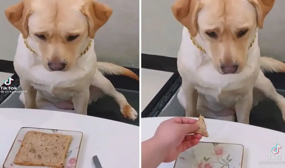 La conducta del can llamó la atención de una gran cantidad de usuarios en las redes sociales. Foto: captura de TikTok