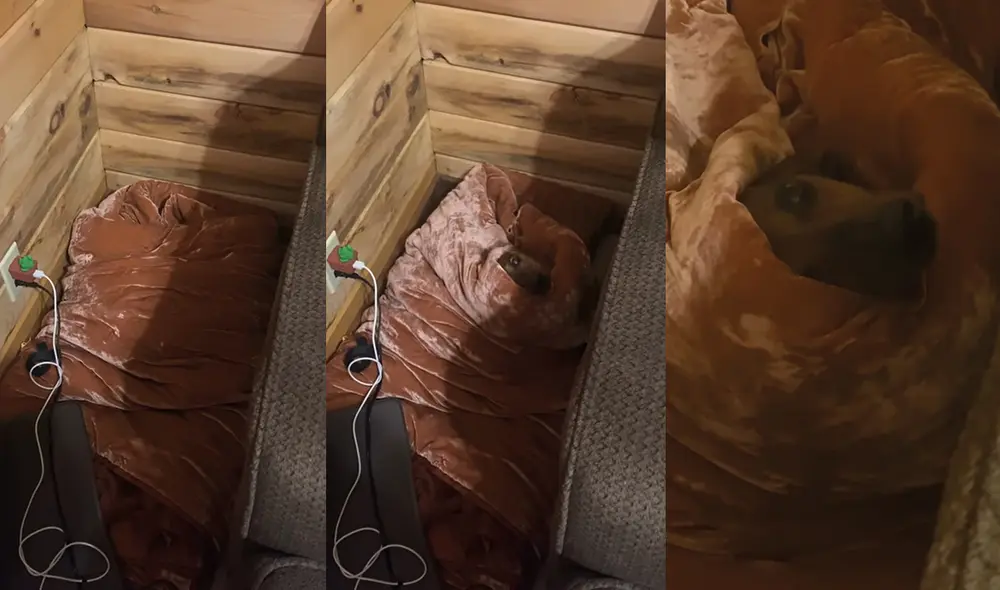 El perrito sacó su cabeza cuando su dueña lo llamó. Foto: captura de YouTube El perrito sacó su cabeza cuando su dueña lo llamó. Foto: captura de YouTube