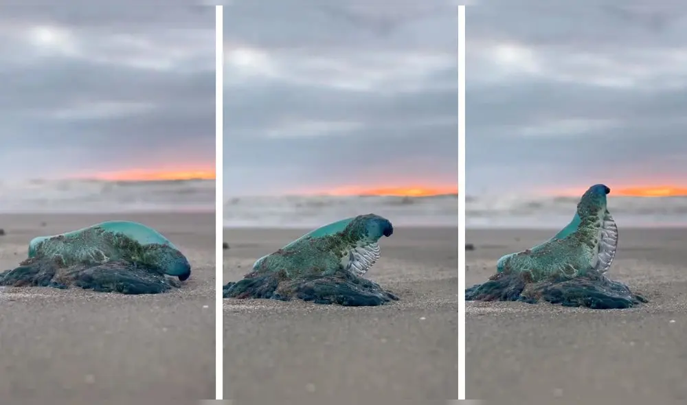 Video obtuvo alrededor de 400.000 reproducciones. Foto: captura de Instagram