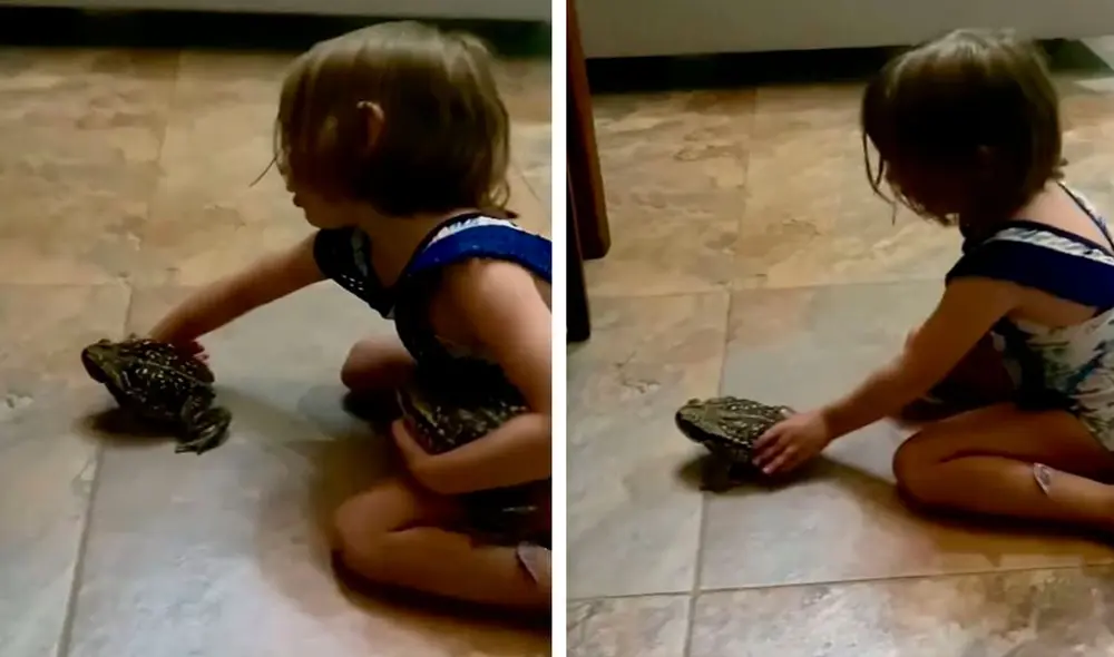 Una madre grabó el momento exacto en que su hija cargó a 2 anfibios que encontró en su patio para tratar de que pasen tiempo juntos en su hogar. Foto: captura de YouTube Una madre grabó el momento exacto en que su hija cargó a 2 anfibios que encontró en su patio para tratar de que pasen tiempo juntos en su hogar. Foto: captura de YouTube