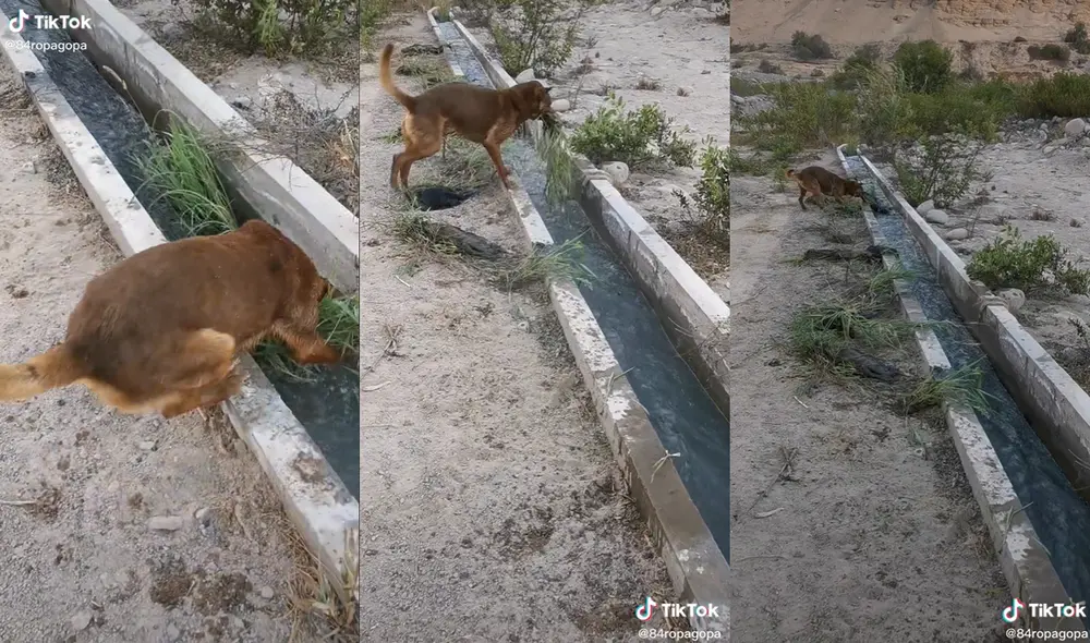 El animal trató de sacar toda la maleza del agua. Foto: captura de TikTok El animal trató de sacar toda la maleza del agua. Foto: captura de TikTok