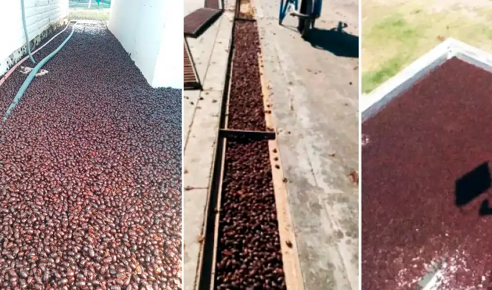 La invasión, que comenzó hace unas dos semanas, se intensificó con la llegada del intenso calor. Foto: Composición/Alerta Mundial La invasión, que comenzó hace unas dos semanas, se intensificó con la llegada del intenso calor. Foto: Composición/Alerta Mundial