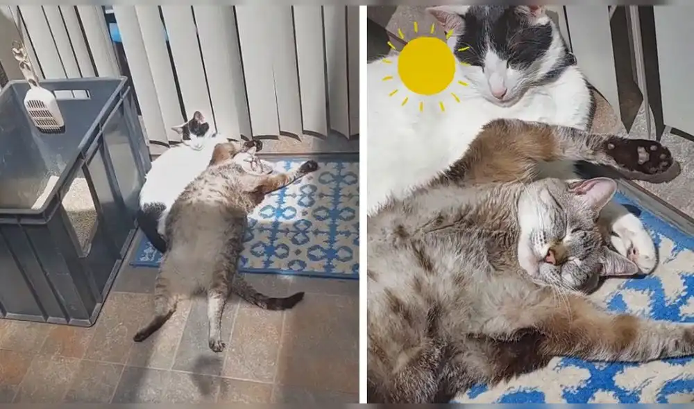 El clip consiguió más de 239.000 reproducciones en TikTok. Foto: captura de TikTok