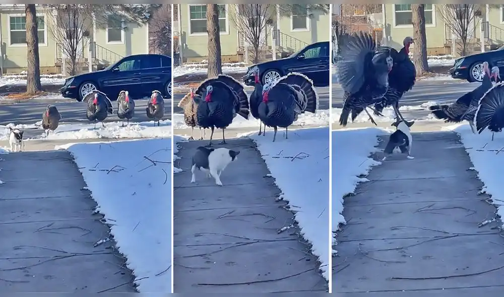 La escena consiguió más de 632.200 ‘me gusta’ en TikTok. Foto: captura de TikTok