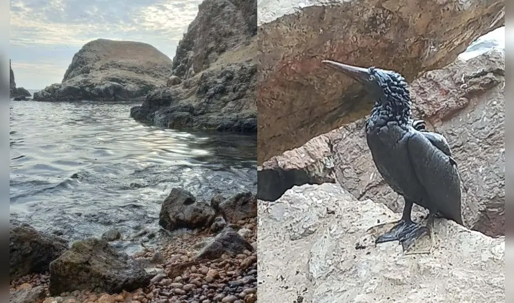 Piden apoyo a las autoridades para ayudar a los animales afectados por el derrame. Foto: Peter Moreno