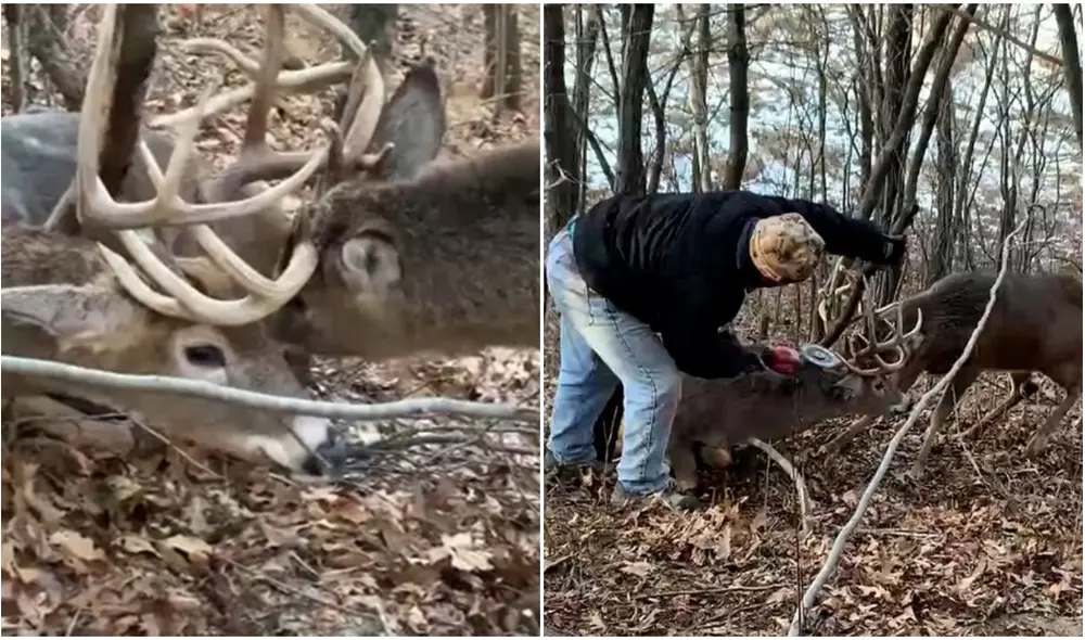 Al enterarse de la situación, el terrateniente decidió no atrapar a estos animales. Foto: captura de YouTube.
