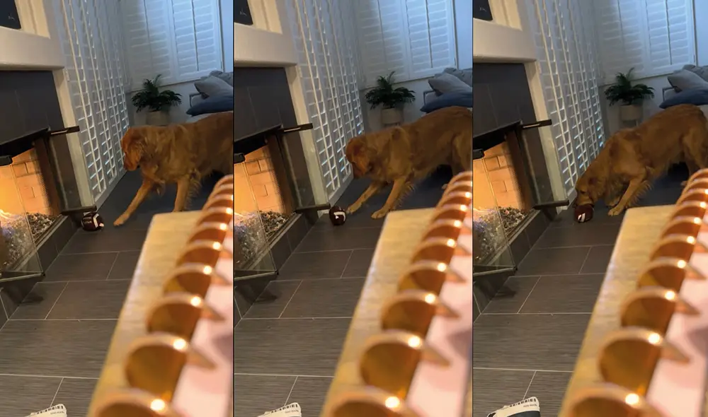 El perrito quiso jalar su pelota desinflada. Foto: captura de YouTube