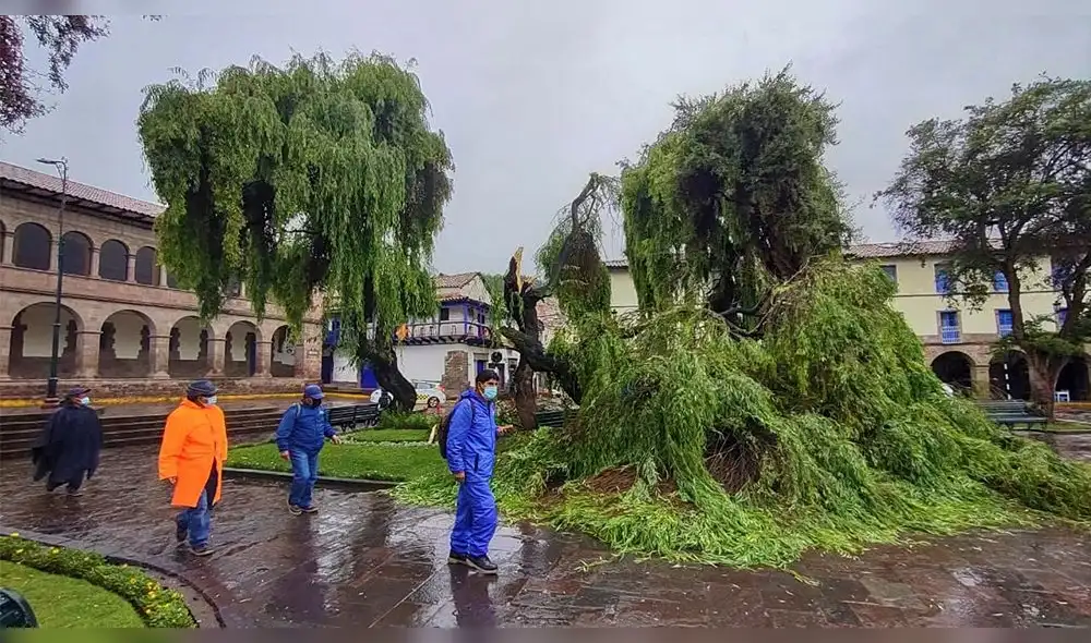 Autoridad provincial solicitará una evaluación y opinión al Serfor y Defensa Civil para proceder a talar otros árboles que presenten deterioro y peligro para la población. Foto: MPC Autoridad provincial solicitará una evaluación y opinión al Serfor y Defensa Civil para proceder a talar otros árboles que presenten deterioro y peligro para la población. Foto: MPC