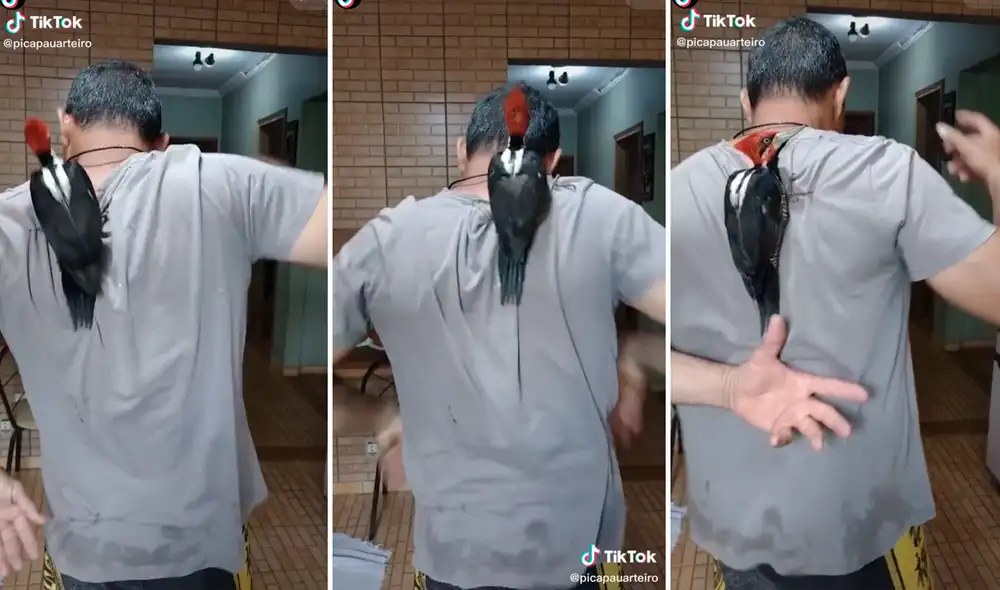 El ave se movía rápidamente sobre el cuerpo del muchacho evitando que lo atrapen. Foto: captura de TikTok El ave se movía rápidamente sobre el cuerpo del muchacho evitando que lo atrapen. Foto: captura de TikTok