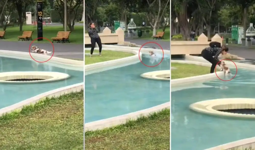 Los usuarios lograron reproducir el clip más de 32 mil veces y se viralizó en varias redes. Foto: captura de TikTok