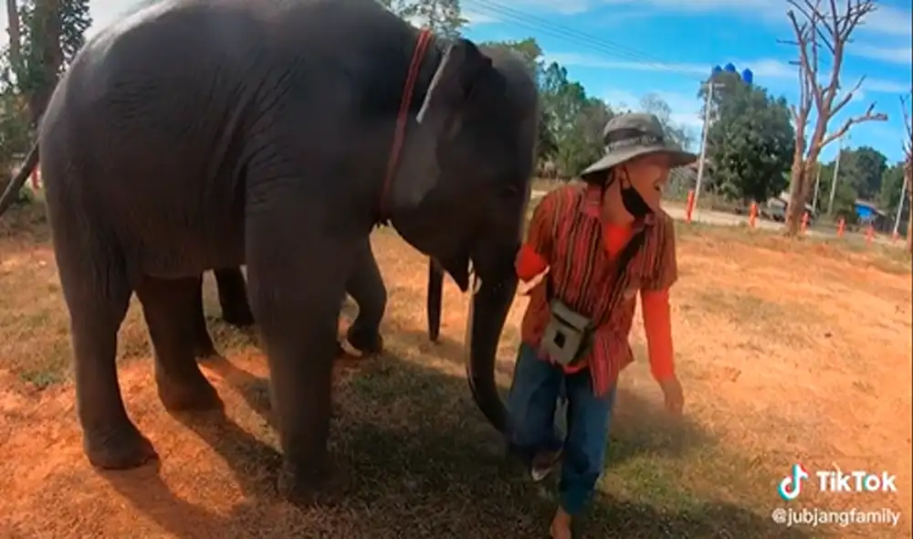 El elefante hizo descender al joven del lomo de su compañero. Foto: captura de TikTok El elefante hizo descender al joven del lomo de su compañero. Foto: captura de TikTok