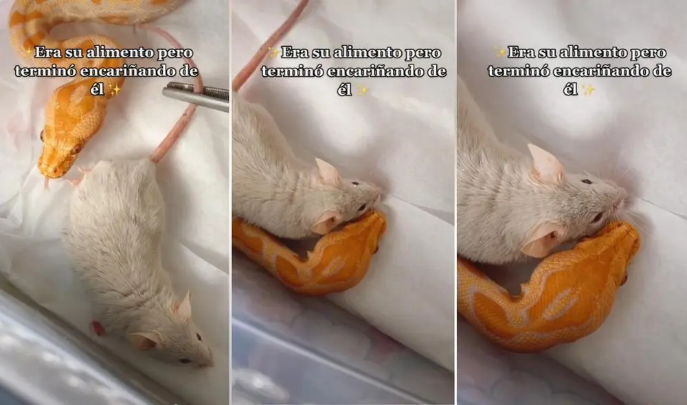 Los internautas siguen esperando más videos de la usuaria @rosaescalante252 para saber qué pasó con la supuesta amistad entre estos dos animales. Foto: captura de TikTok