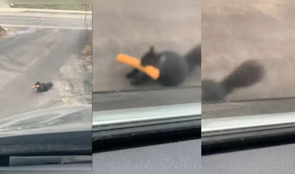 Según el muchacho, la ardilla habría logrado hurtar la comida sin que los dueños del restaurante se dieran cuenta. Foto: captura de YouTube