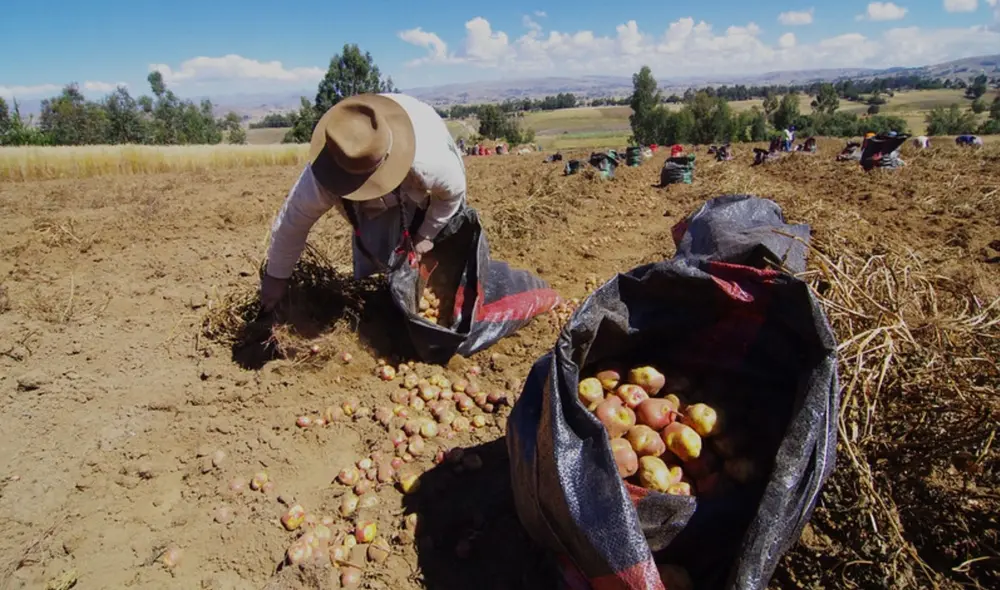 La modalidad de cobro del subsidio se se realiza de manera progresiva. Foto: Andina. La modalidad de cobro del subsidio se se realiza de manera progresiva. Foto: Andina.