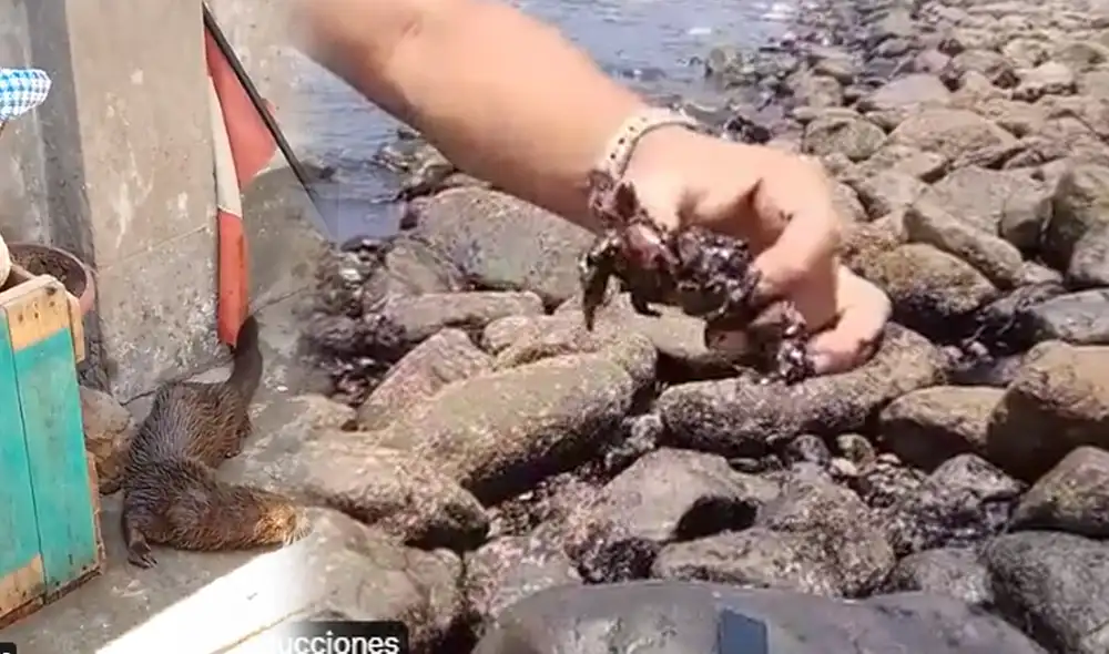 Especialistas llegaron hasta las playas Costa Azul, Bahía Blanca y Cavero de Ventanilla para atender a los animales. Foto: composición La República Especialistas llegaron hasta las playas Costa Azul, Bahía Blanca y Cavero de Ventanilla para atender a los animales. Foto: composición La República