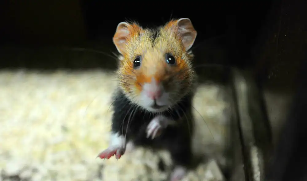 Las autoridades creen que las mascotas fueron importadas de Países Bajos y pidieron a quienes adquirieron un hámster después del 22 de diciembre que lo entreguen para sacrificarlo. Foto: AFP / referencial