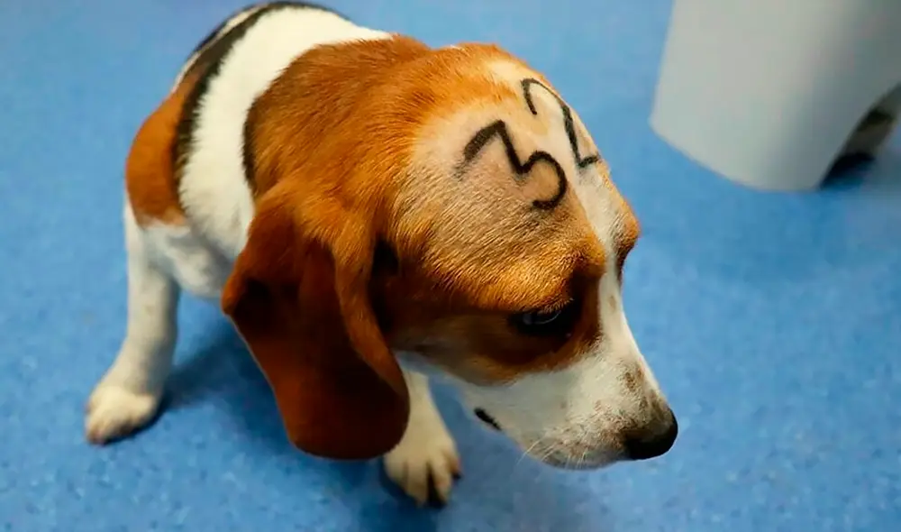 En Vivotecnia se utilizan perros beagle para pruebas de toxicidad, indican medios locales. Foto: Cruelty Free Internacional En Vivotecnia se utilizan perros beagle para pruebas de toxicidad, indican medios locales. Foto: Cruelty Free Internacional