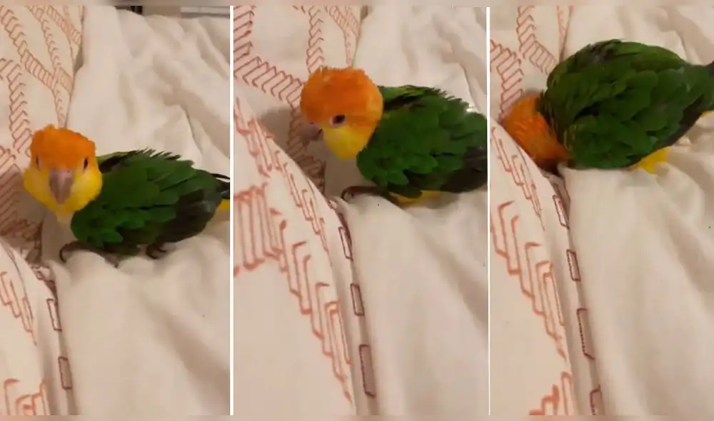 Video consiguió más de 377.000 reproducciones. Foto: captura de Instagram