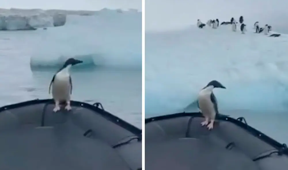 Unos pescadores detuvieron su recorrido en el océano cuando se toparon con un pequeño pingüino que estaba solo en un bloque de hielo. Foto: captura de YouTube