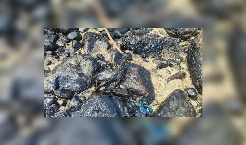 Derrame de petróleo afectó biodiversidad marina. Foto: Senarp