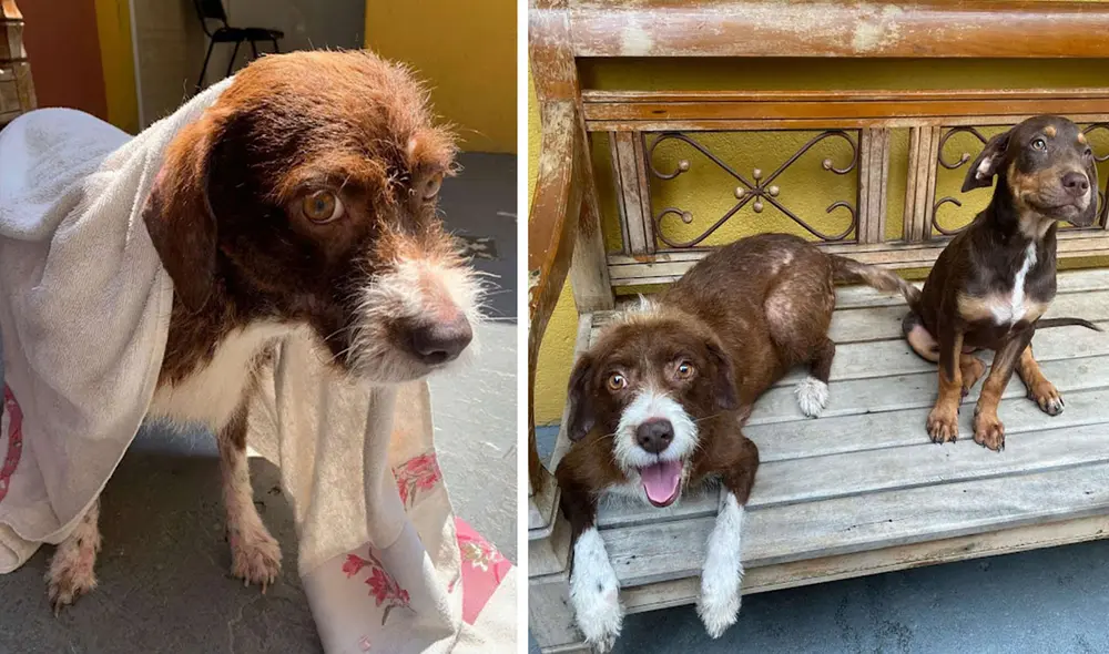 Los encargados de un albergue trataron de animar a una perrita con peluches; sin embargo, nada funcionaba porque extrañaba a sus bebés. Foto: captura de Facebook