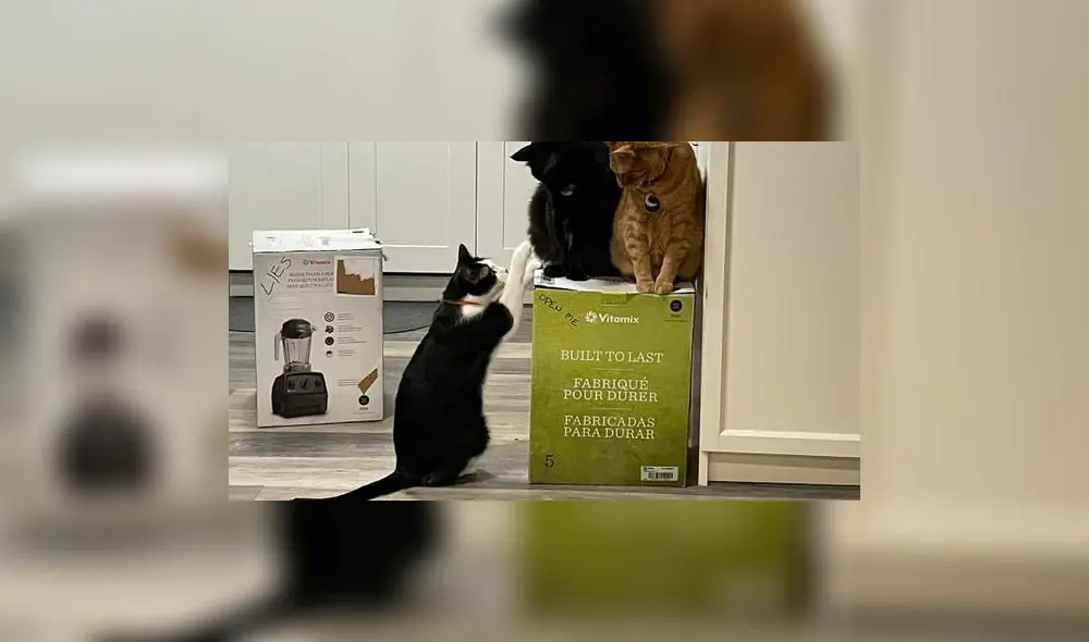Los gatos se niegan a desocupar la caja del electrodoméstico. Foto: captura de Facebook