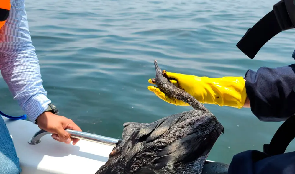 Derrame de petróleo afectó fauna marina y terrestre. Foto: Sernanp Derrame de petróleo afectó fauna marina y terrestre. Foto: Sernanp