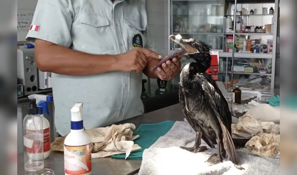 En el Parque de las Leyendas, los especialistas bañan y brindan los cuidados correspondientes a las especies marinas y terrestres afectadas por el derrame de petróleo. Foto: Andina