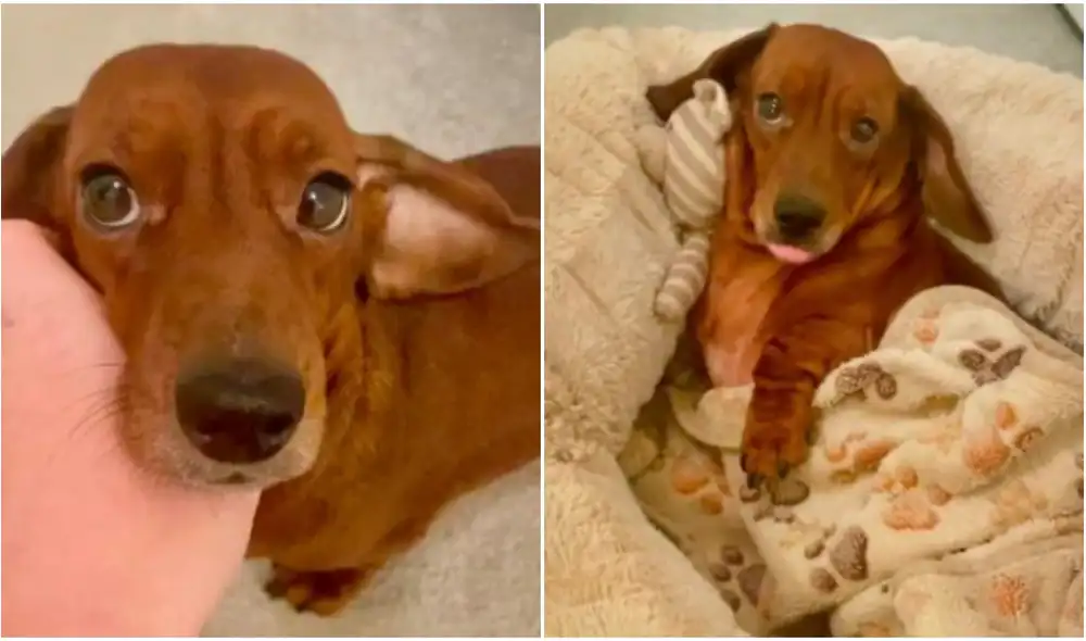 Perrito sorprende a miles por la adorable rutina que tiene antes de irse a dormir. Foto: captura de TikTok Perrito sorprende a miles por la adorable rutina que tiene antes de irse a dormir. Foto: captura de TikTok