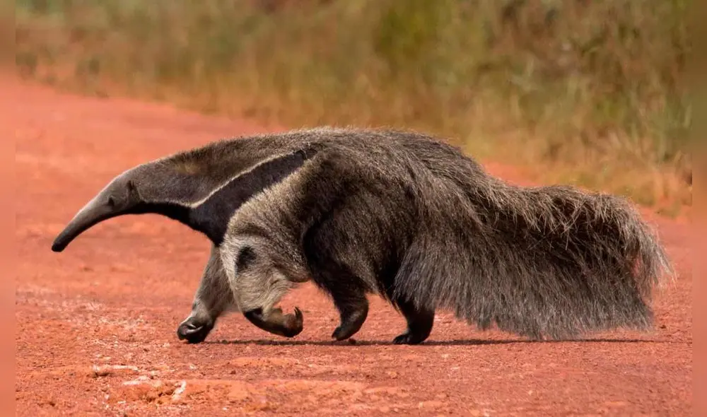 La dieta del oso hormiguero solo consiste en termitas y hormigas, insectos que le dan grandes cantidades de proteínas. Foto: infolat