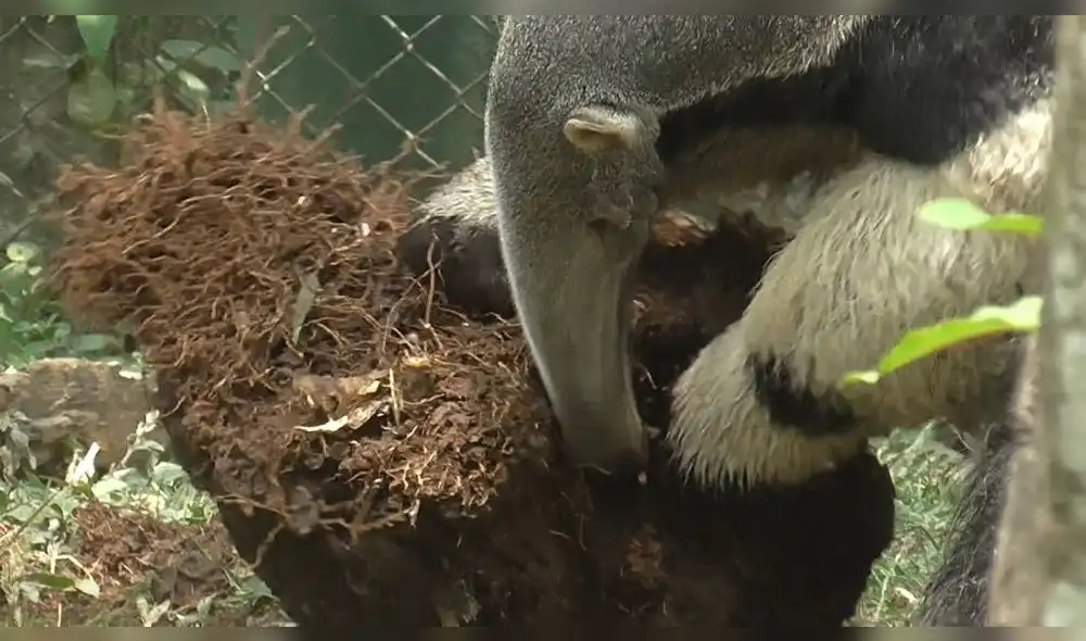 El oso hormiguero habita en los bosques tropicales de la zona norte del Perú. Foto: Amapacoan Gaia El oso hormiguero habita en los bosques tropicales de la zona norte del Perú. Foto: Amapacoan Gaia
