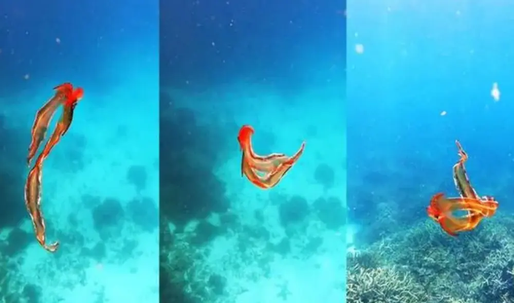 Pulpa manta fue visto después de 20 años en Australia por una bióloga marina. Foto: captura de YouTube. Pulpa manta fue visto después de 20 años en Australia por una bióloga marina. Foto: captura de YouTube.