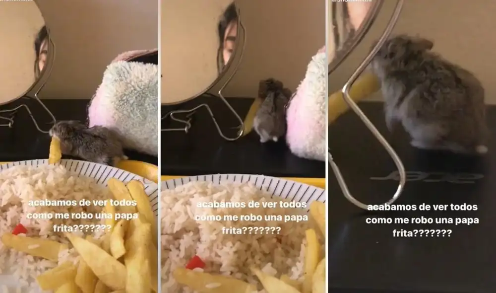 La viral escena cautivó a miles de usuarios en las redes, quienes justificaron el robo del pequeño hámster. Foto: captura de TikTok La viral escena cautivó a miles de usuarios en las redes, quienes justificaron el robo del pequeño hámster. Foto: captura de TikTok