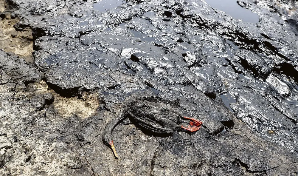 Esta imagen es muy lamentable. Diversas especies han muerto por contaminación y otras aún sobreviven con graves secuelas. Urge que se atienda el caso de inmediato. Foto: Andina