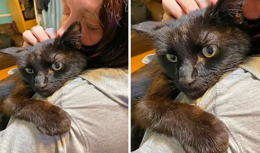 La madre se comunicó con una veterinaria para saber el estado de su otra mascota, sin imaginar que ellos habían rescatado a su felino que había desaparecido de casa. Foto: Rachael Lawrence