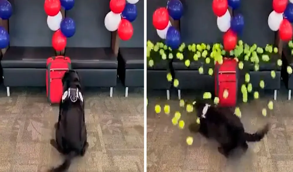 Los trabajadores de un aeropuerto armaron un plan para sorprender a un perro con una lluvia de pelotas de tenis como agradecimiento por sus 13 años de servicio. Foto: captura de YouTube