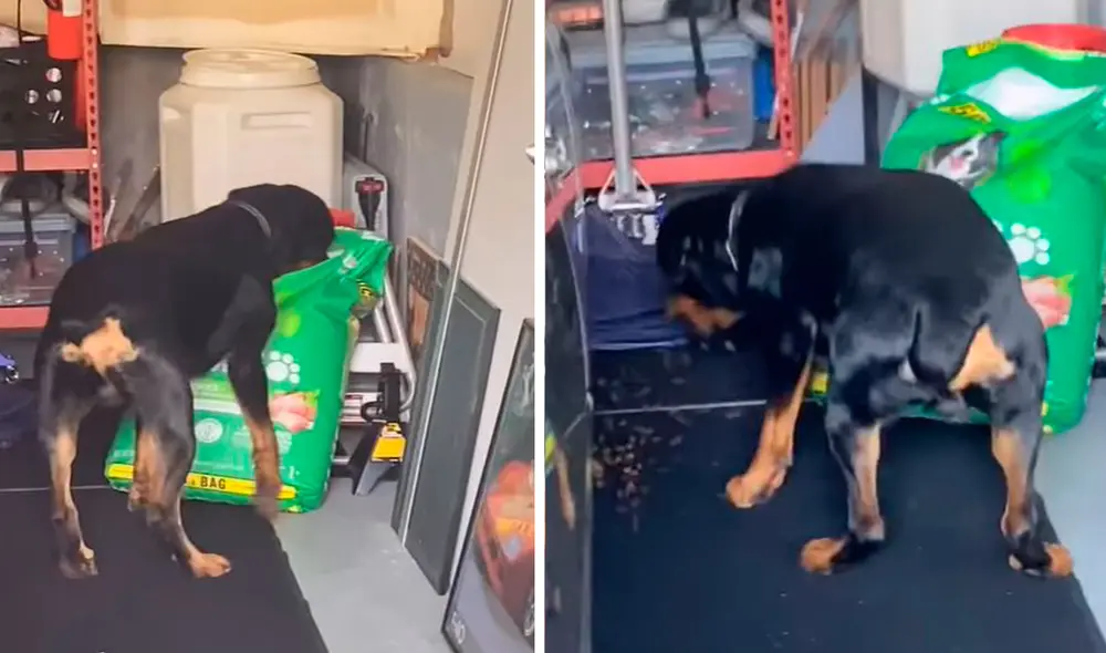 Un animal pensó que nadie lo estaba viendo; sin embargo, se equivocó cuando notó la presencia de su dueña y trató de disimular como si nada hubiera sucedido. Foto: captura de Facebook