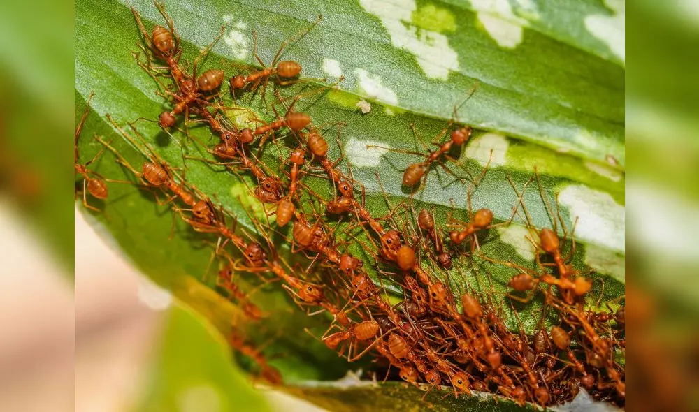 Miles de personas sueñan con hormigas, pero desconocen el significado de este sueño. Foto: centrourbano