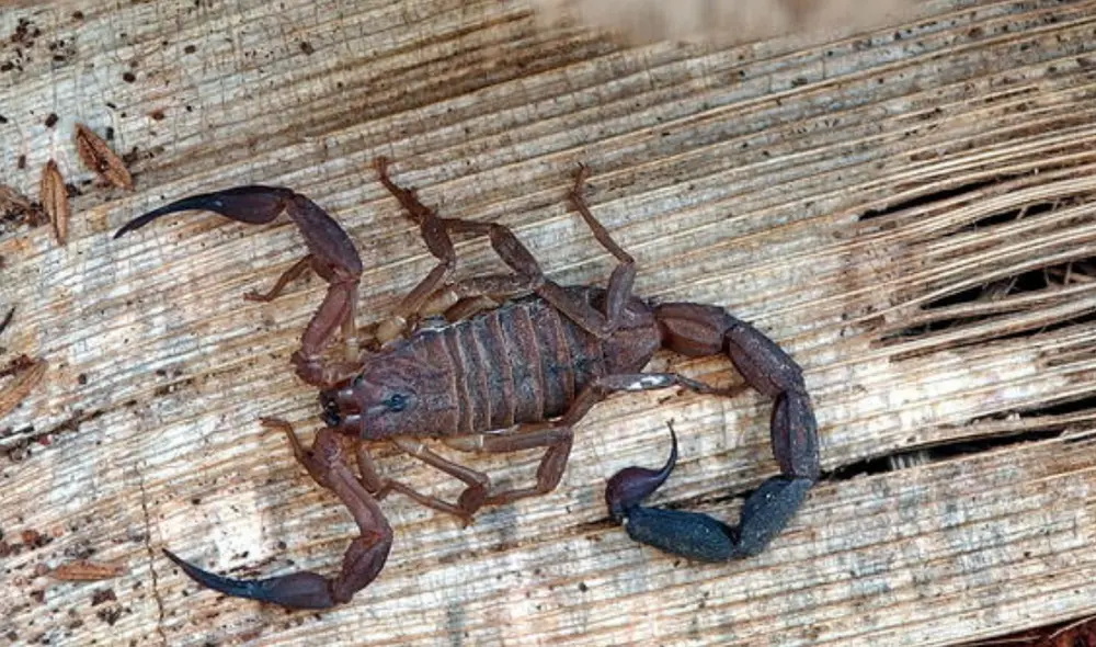 Existen más de 2 mil variedades de escorpiones en el mundo. Foto: EFE