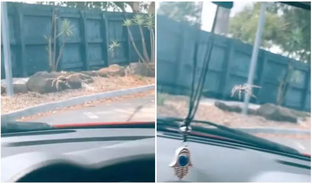 Queda espantada luego que una araña cayó en su parabrisas mientras esperaba su pedido. Foto: captura de TikTok