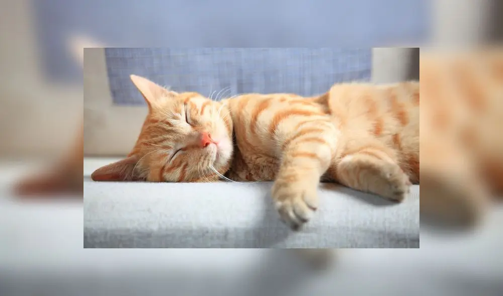 Los gatos se caracterizan por dormir durante muchas horas al día. Foto: hogarmania