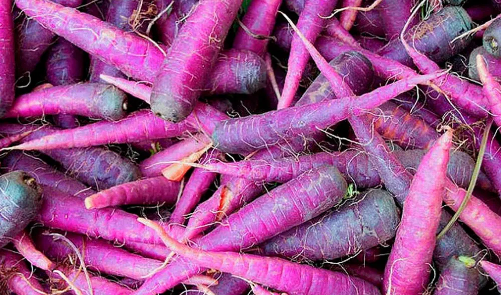Las primeras zanahorias domesticadas, según registros, eran de color púrpura. Foto: What the Food?